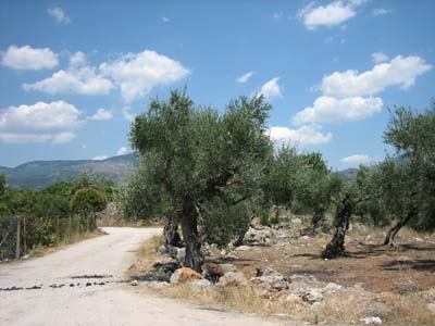 road with olives